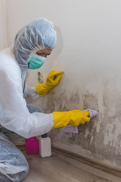 Best Post-Remediation Verification Testing  in Seis Lagos, TX