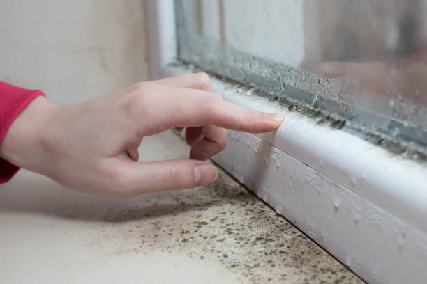 Best Mold Documentation for Insurance Claims  in Seis Lagos, TX