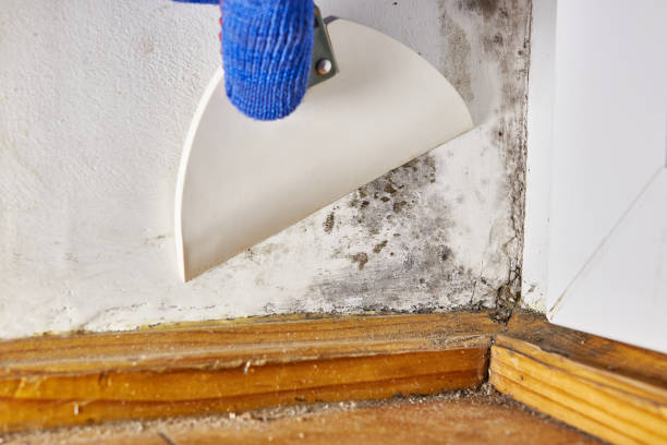 Best Mold Remediation for Healthcare Facilities  in Seis Lagos, TX