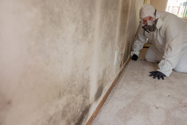 Best Biohazard Mold Removal  in Seis Lagos, TX